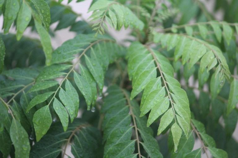 benefits curry leaves for hair
