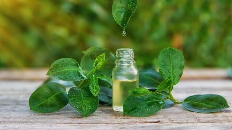 Benefits Of Tea Tree Oil for Hair